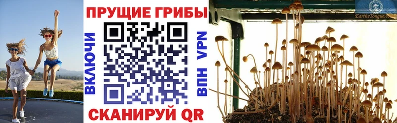 купить наркоту  Королёв  Галлюциногенные грибы Magic Shrooms 